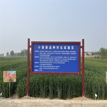 小麥不同品種對(duì)比試驗(yàn)